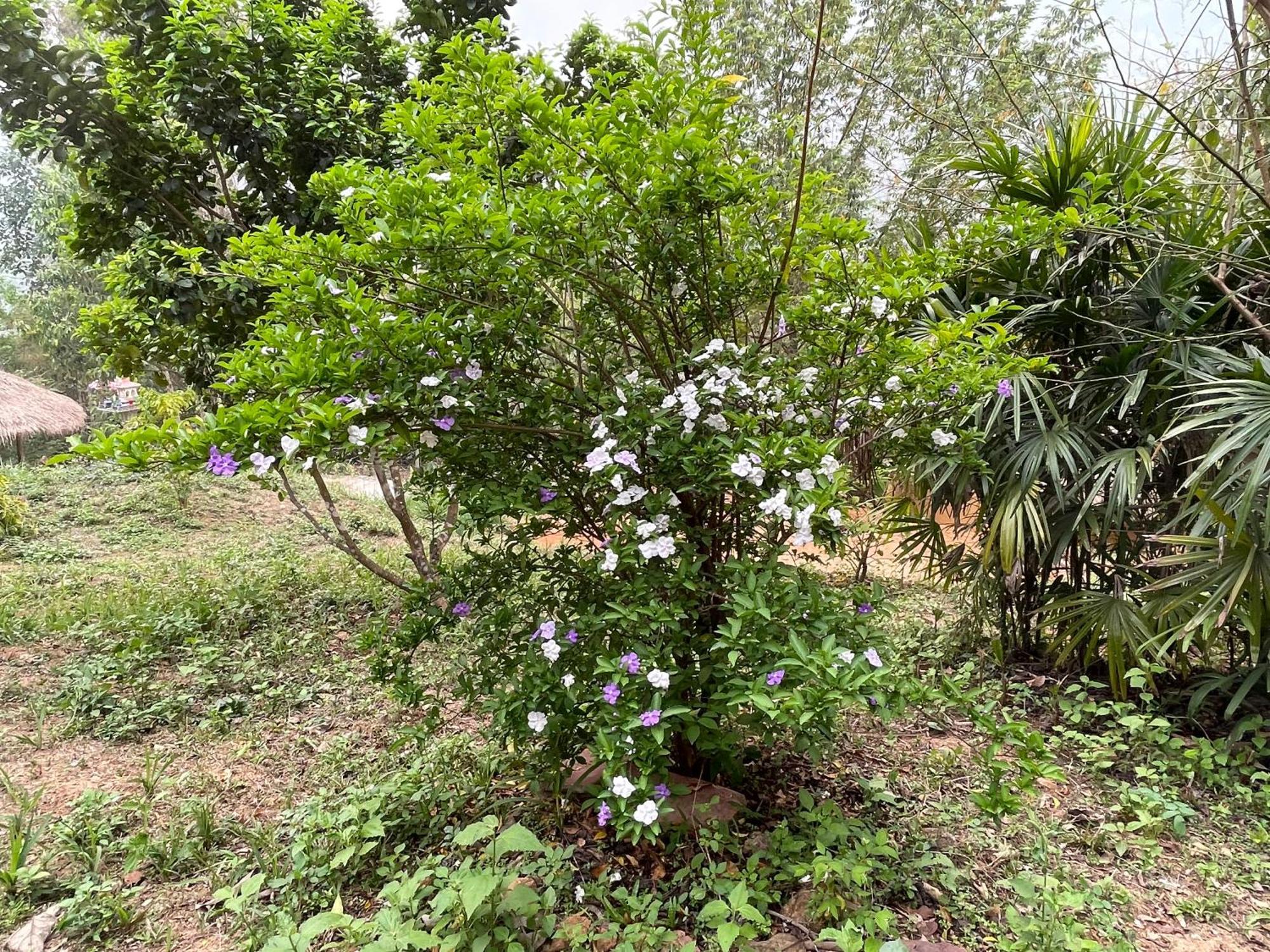 Chiang Dao Roundhouses Buitenkant foto