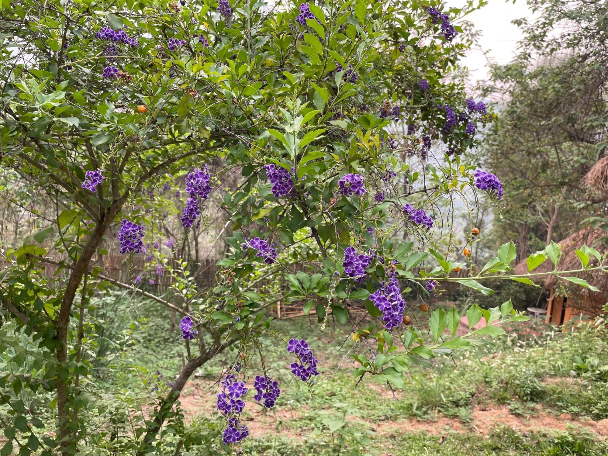 Chiang Dao Roundhouses Buitenkant foto