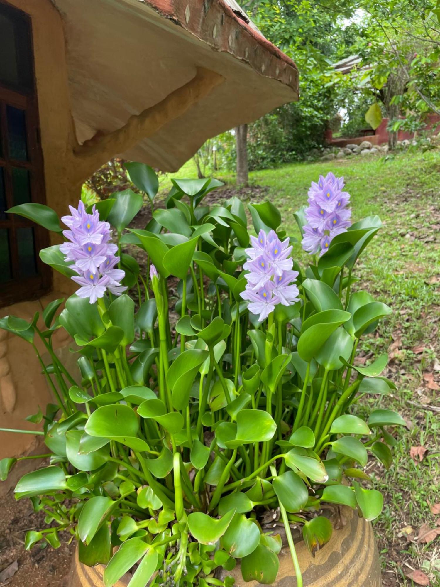 Chiang Dao Roundhouses Buitenkant foto