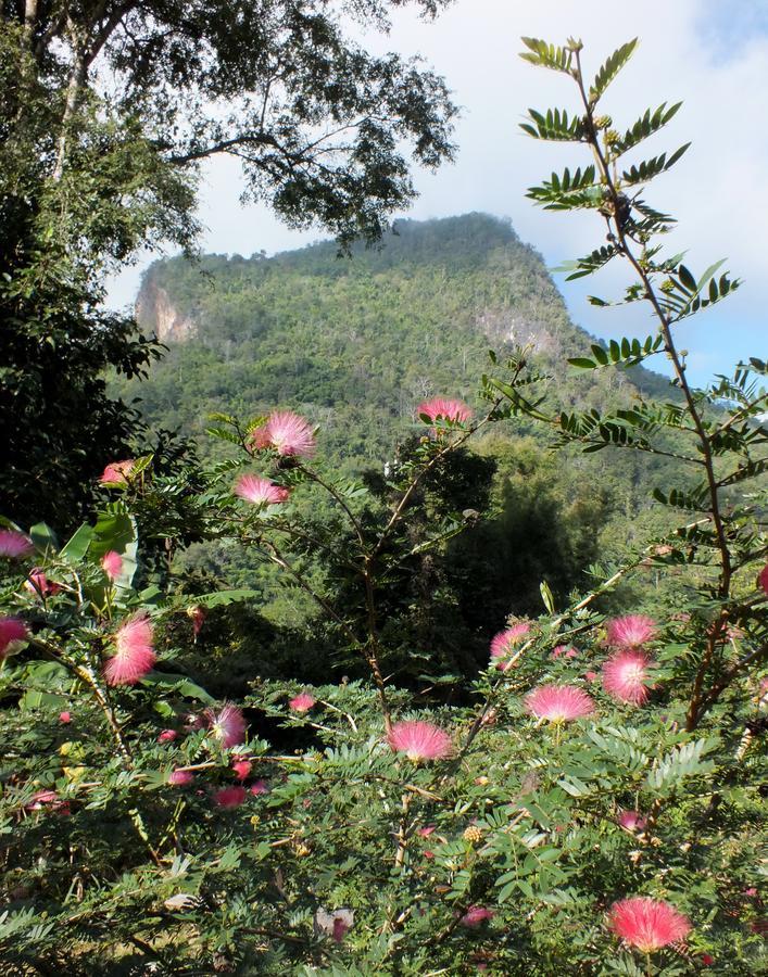 Chiang Dao Roundhouses Buitenkant foto